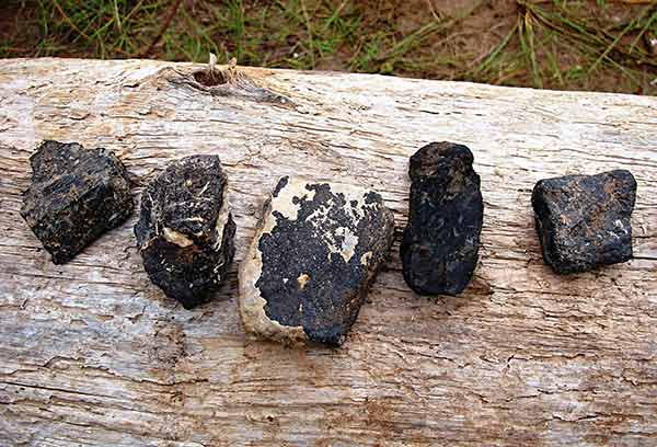 Кости звероящеров